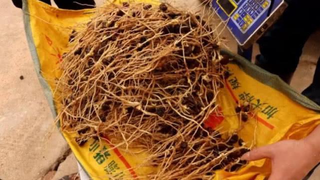 Thứ[-]rễ[-]cây[-]tưởng[-]không[-]ăn[-]được[-]nhưng[-]quý[-]như[-]nhân[-]sâm